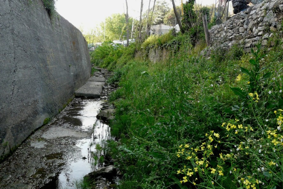 Rio Salivoli (Piombino) - rospi smeraldini in citt!